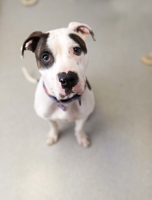Forest, Adoptable, Adult Male American Bulldog.