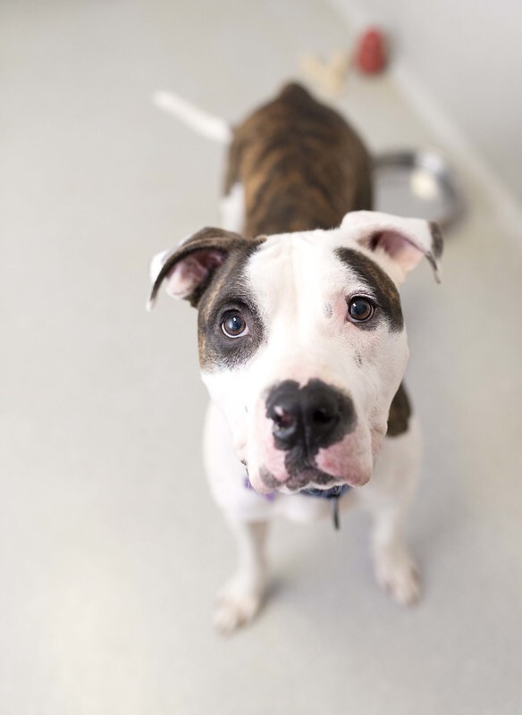 Forest, a Adoptable American Bulldog in Cincinnati, OH image 2/9
