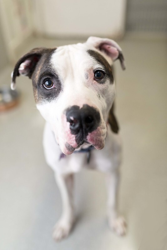 Forest, Adoptable, Adult Male American Bulldog.