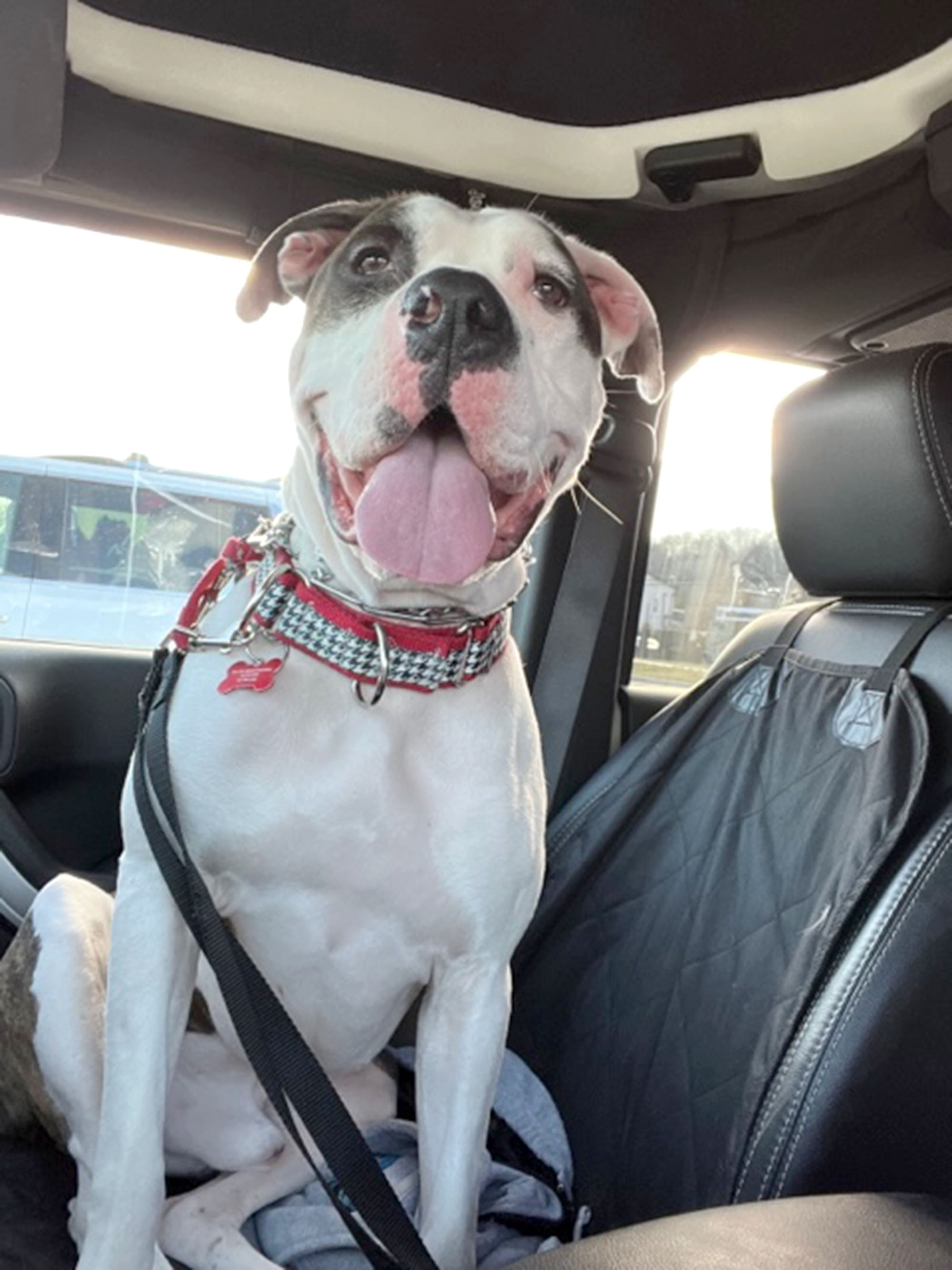 Forest, a Adoptable American Bulldog in Cincinnati, OH image 4/9