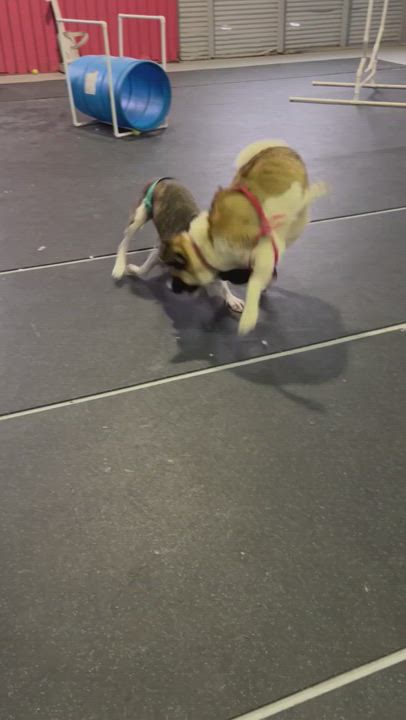 Enlarge Forest, a Adoptable American Bulldog in Cincinnati, OH video 9/9