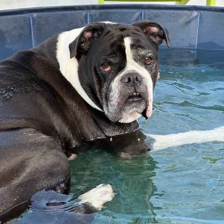 Enlarge Cookie, a Adoptable Bulldog in New Orleans, LA image 3/5
