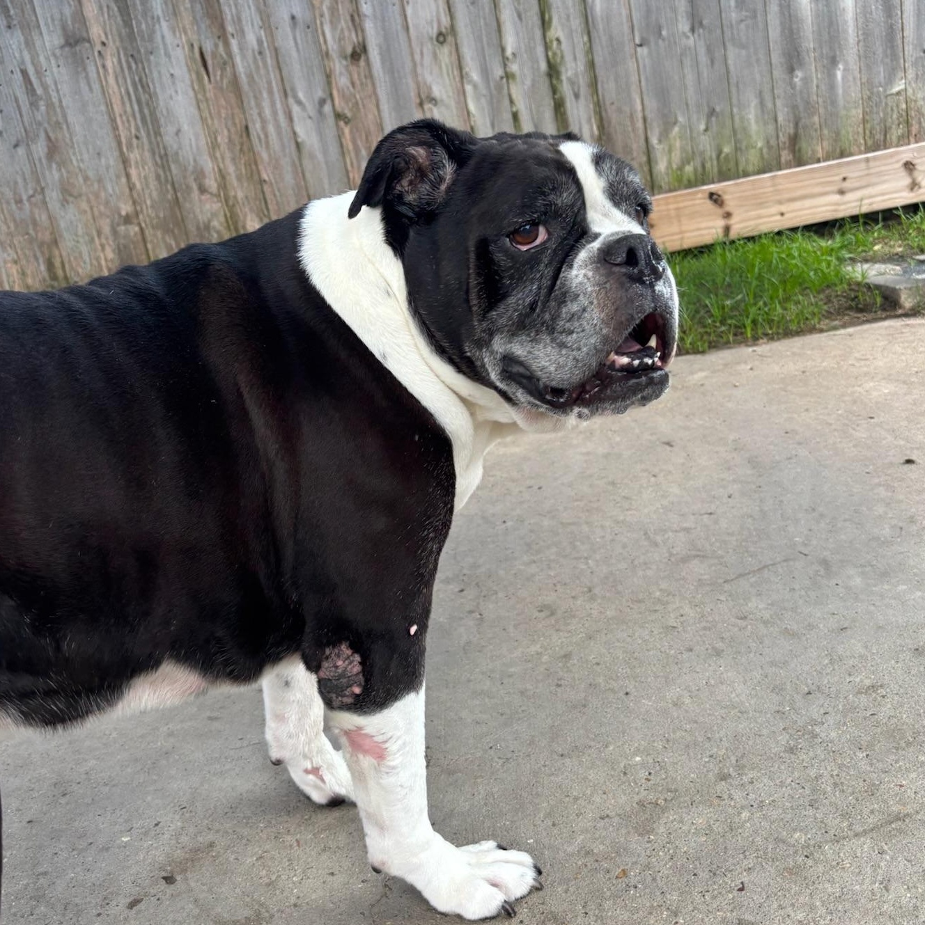 Enlarge Cookie, a Adoptable Bulldog in New Orleans, LA image 2/5