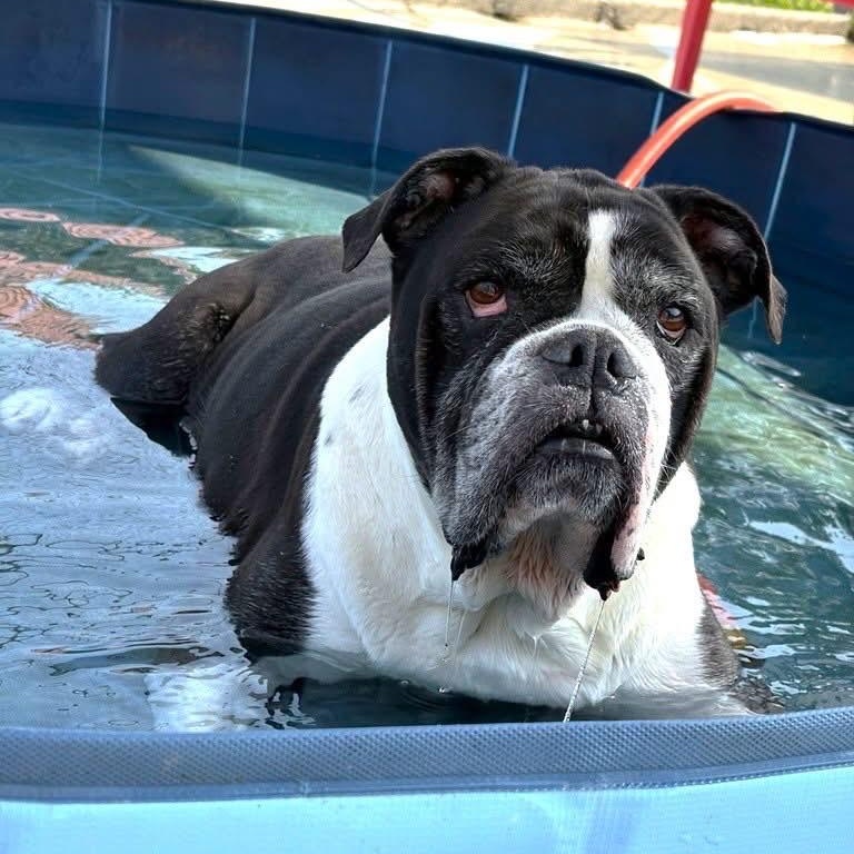 Enlarge Cookie, a Adoptable Bulldog in New Orleans, LA image 1/5