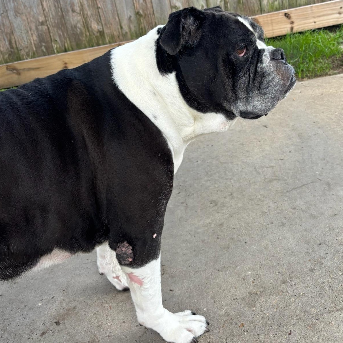 Enlarge Cookie, a Adoptable Bulldog in New Orleans, LA image 5/5