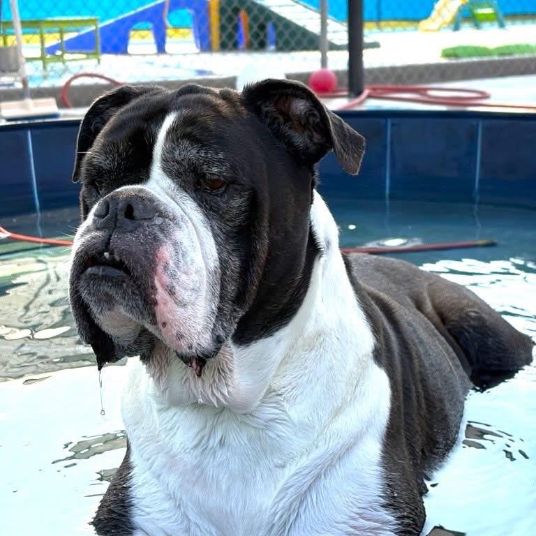 Enlarge Cookie, a Adoptable Bulldog in New Orleans, LA image 4/5