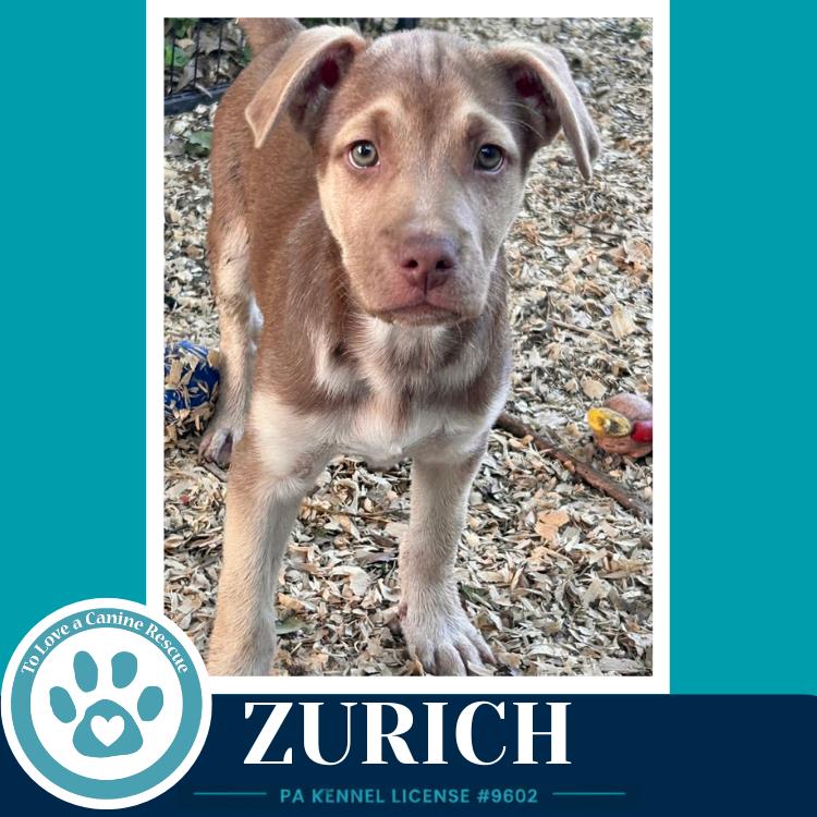 Zurich (Peaks And Pyramids Pups) 062026, Adoptable, Puppy Male Shepherd.