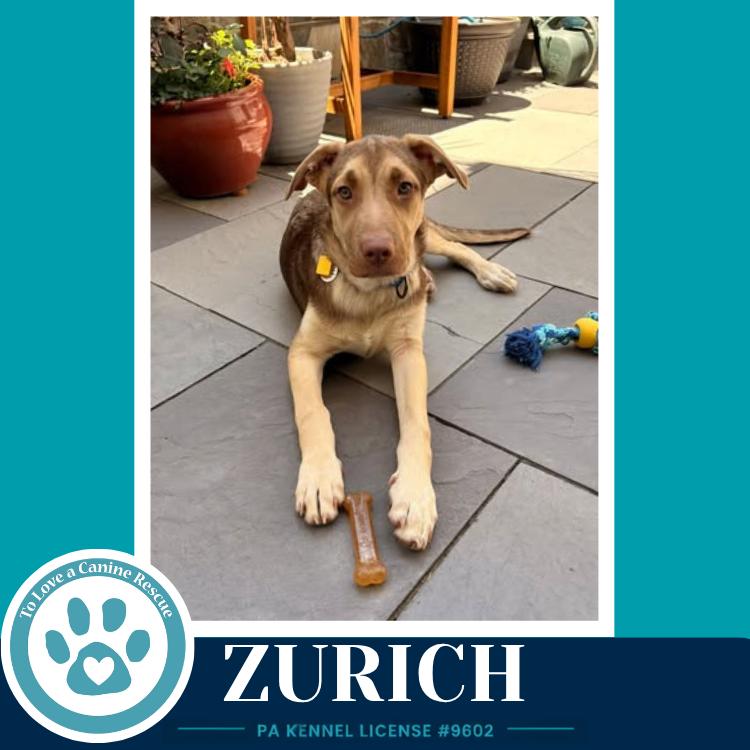 Zurich (Peaks And Pyramids Pups) 062026, a Adoptable mixed breed in Kimberton, PA image 2/3