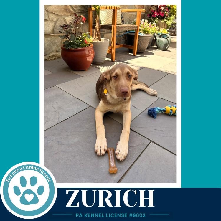 Zurich (Peaks And Pyramids Pups) 062026, a Adoptable mixed breed in Kimberton, PA image 3/3