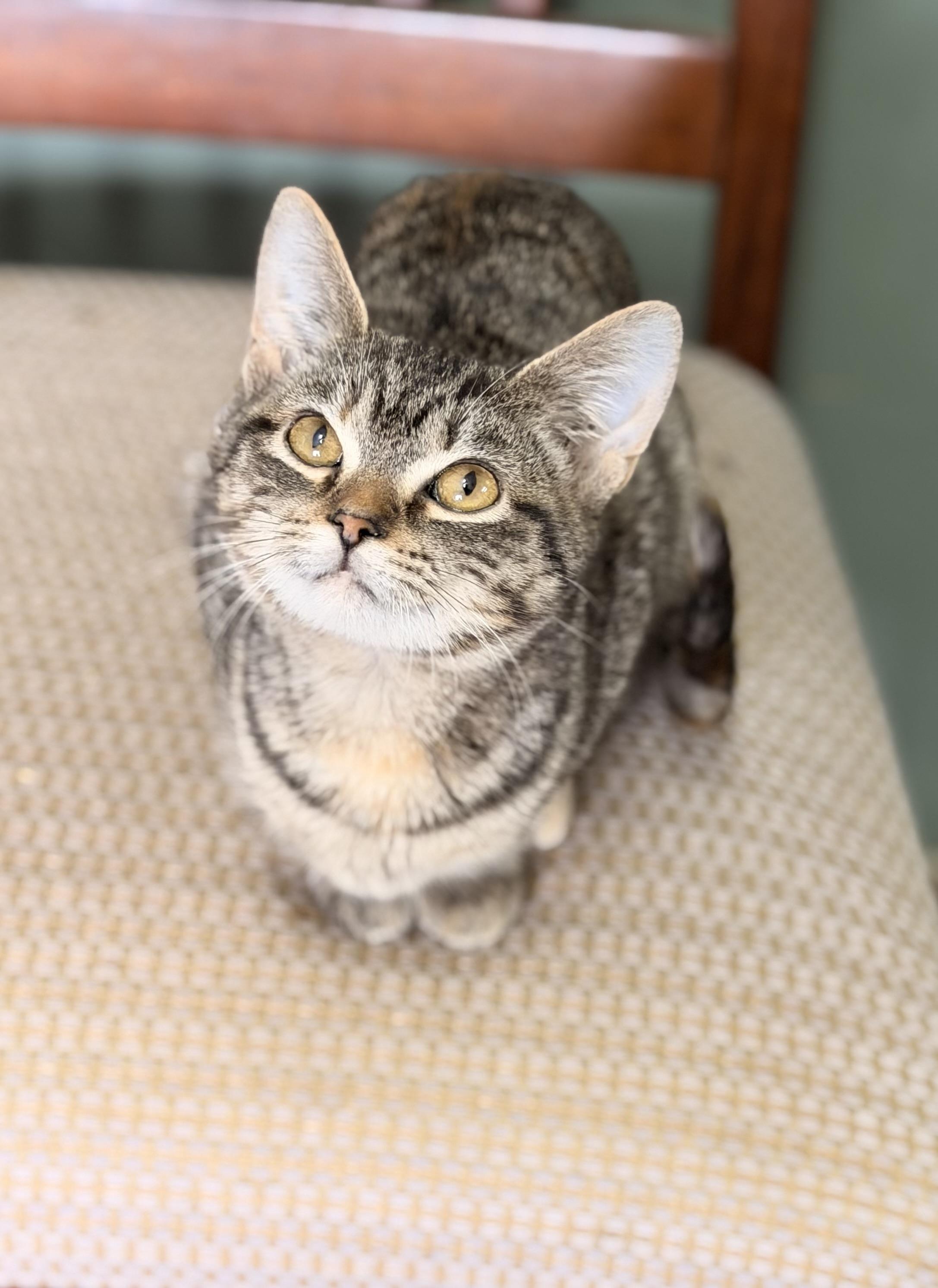 Ash, ADOPTABLE, Kitten Female Domestic Short Hair.