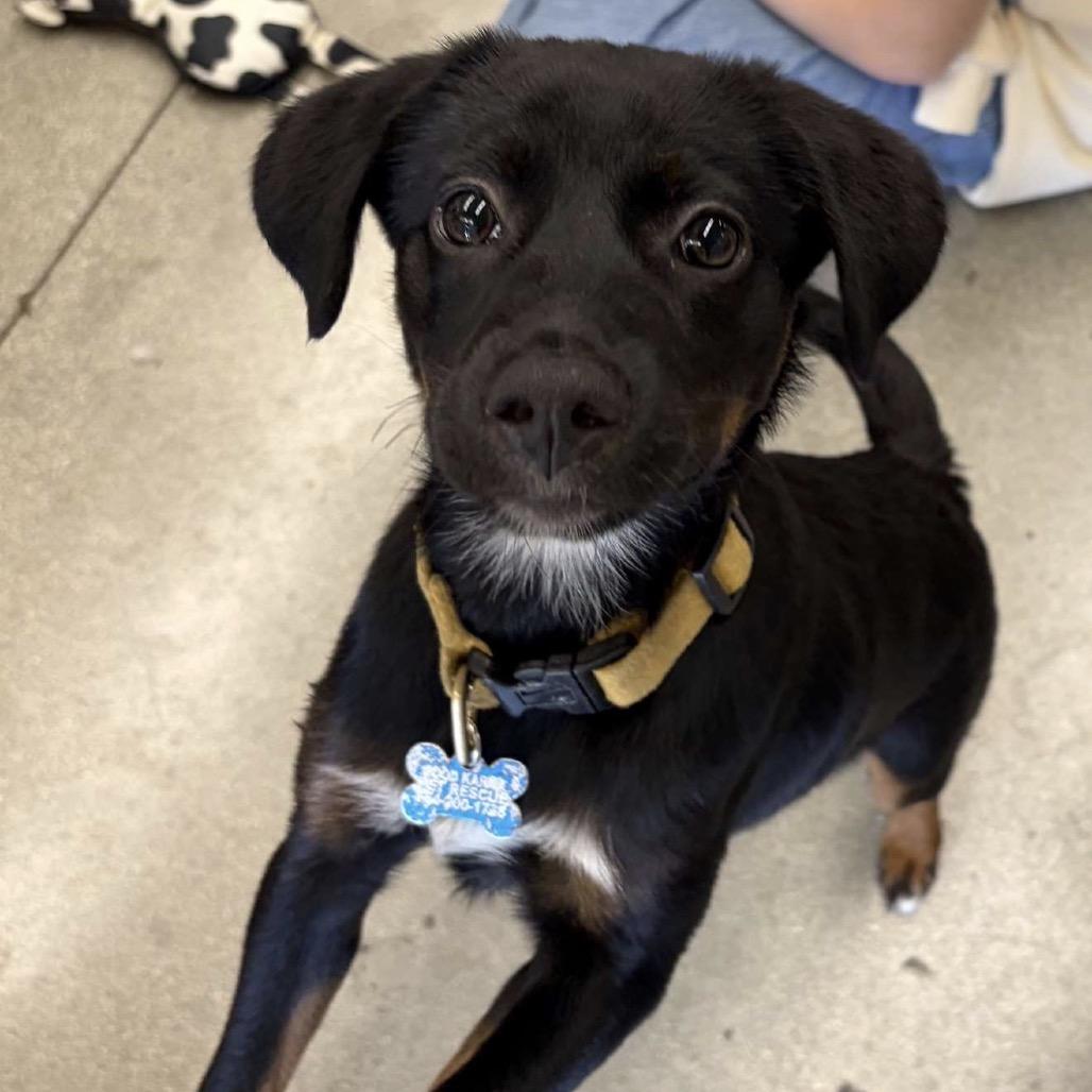 Enlarge Basil Bama, a Adoptable mixed breed in Fort Lauderdale, FL image 1/6