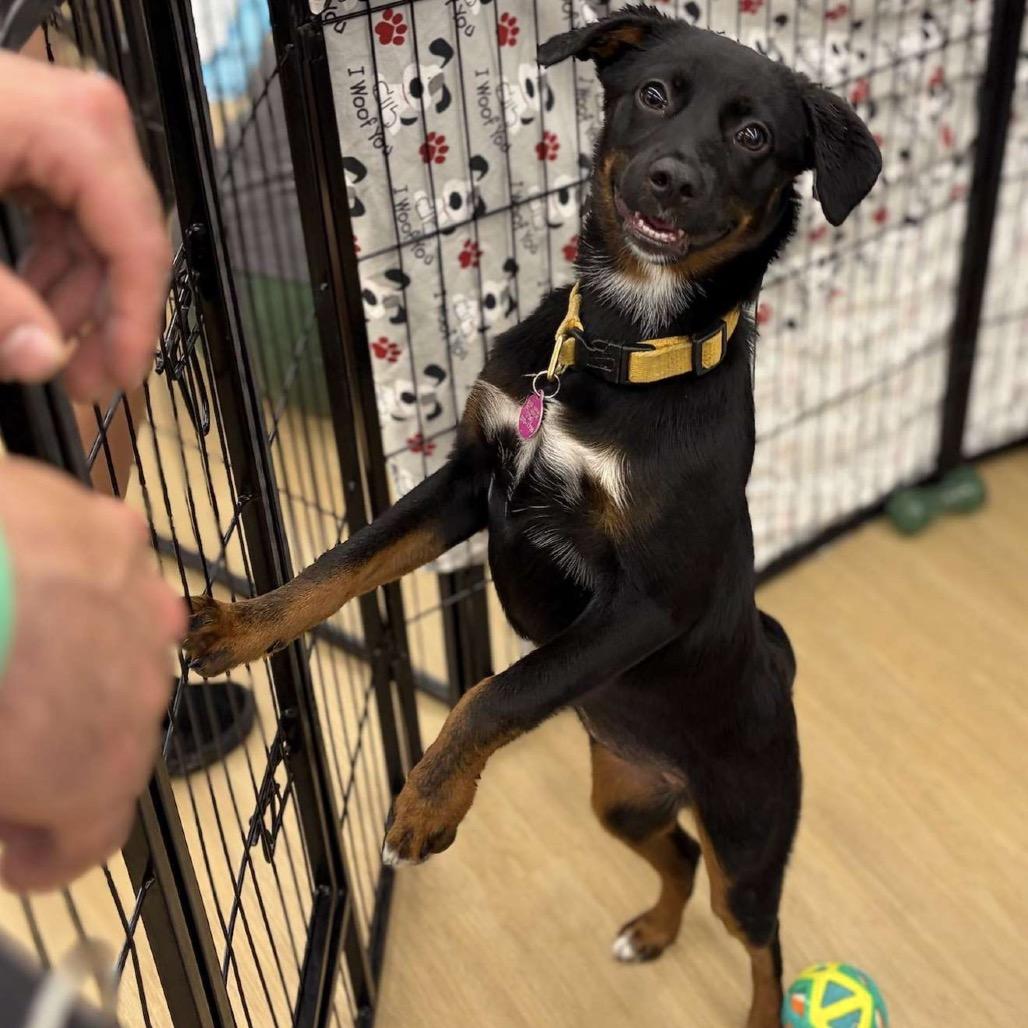 Enlarge Basil Bama, a Adoptable mixed breed in Fort Lauderdale, FL image 2/6