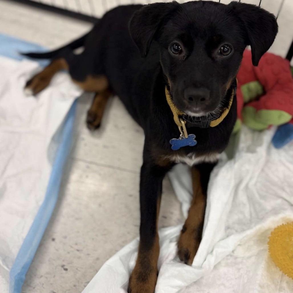 Enlarge Basil Bama, a Adoptable mixed breed in Fort Lauderdale, FL image 3/6