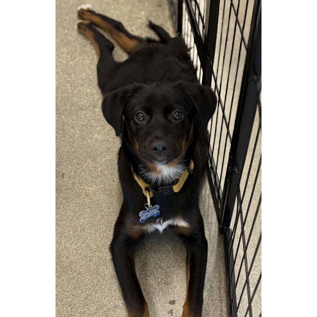 Enlarge Basil Bama, a Adoptable mixed breed in Fort Lauderdale, FL image 4/6