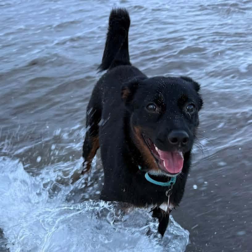 Enlarge Basil Bama, a Adoptable mixed breed in Fort Lauderdale, FL image 5/6
