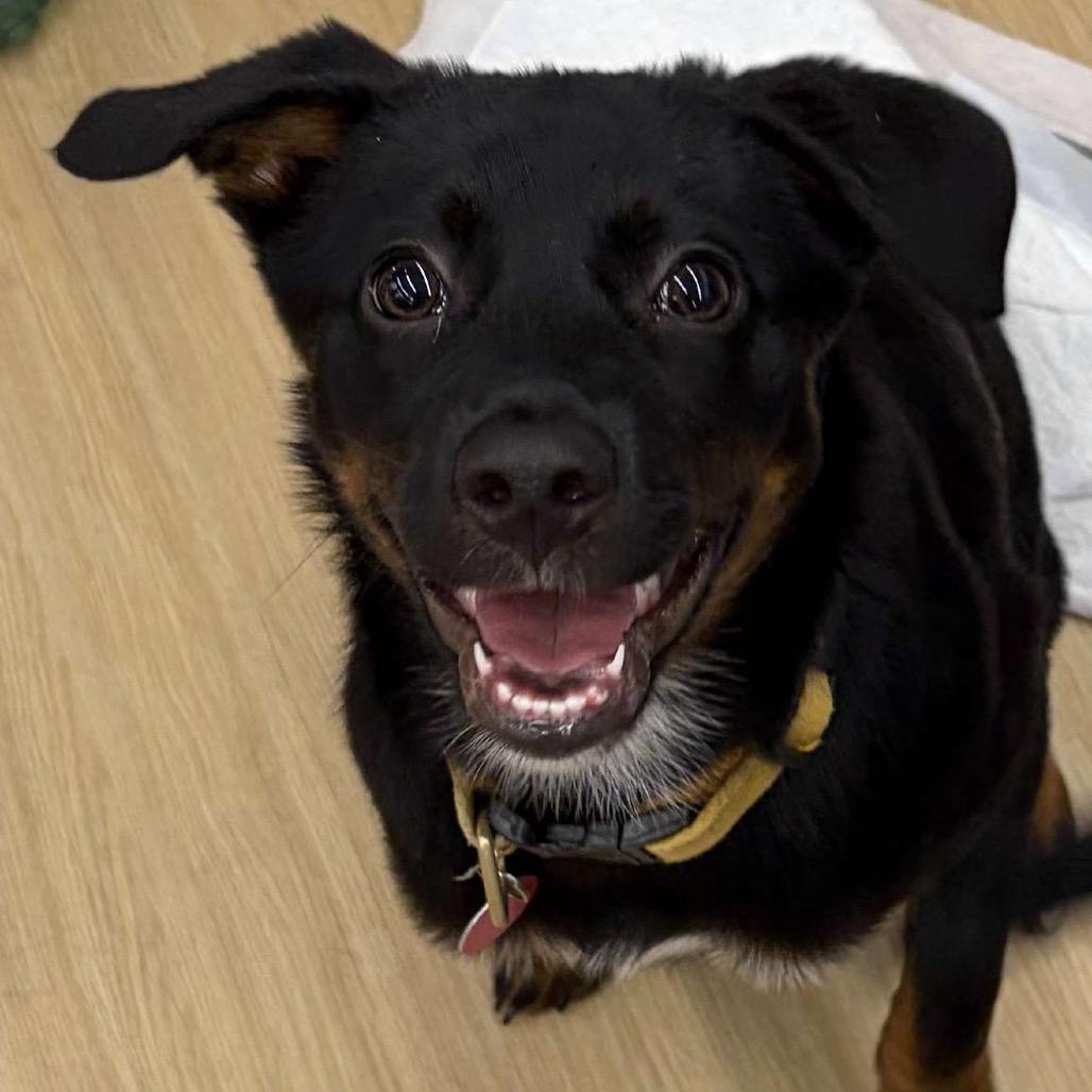 Enlarge Basil Bama, a Adoptable mixed breed in Fort Lauderdale, FL image 6/6