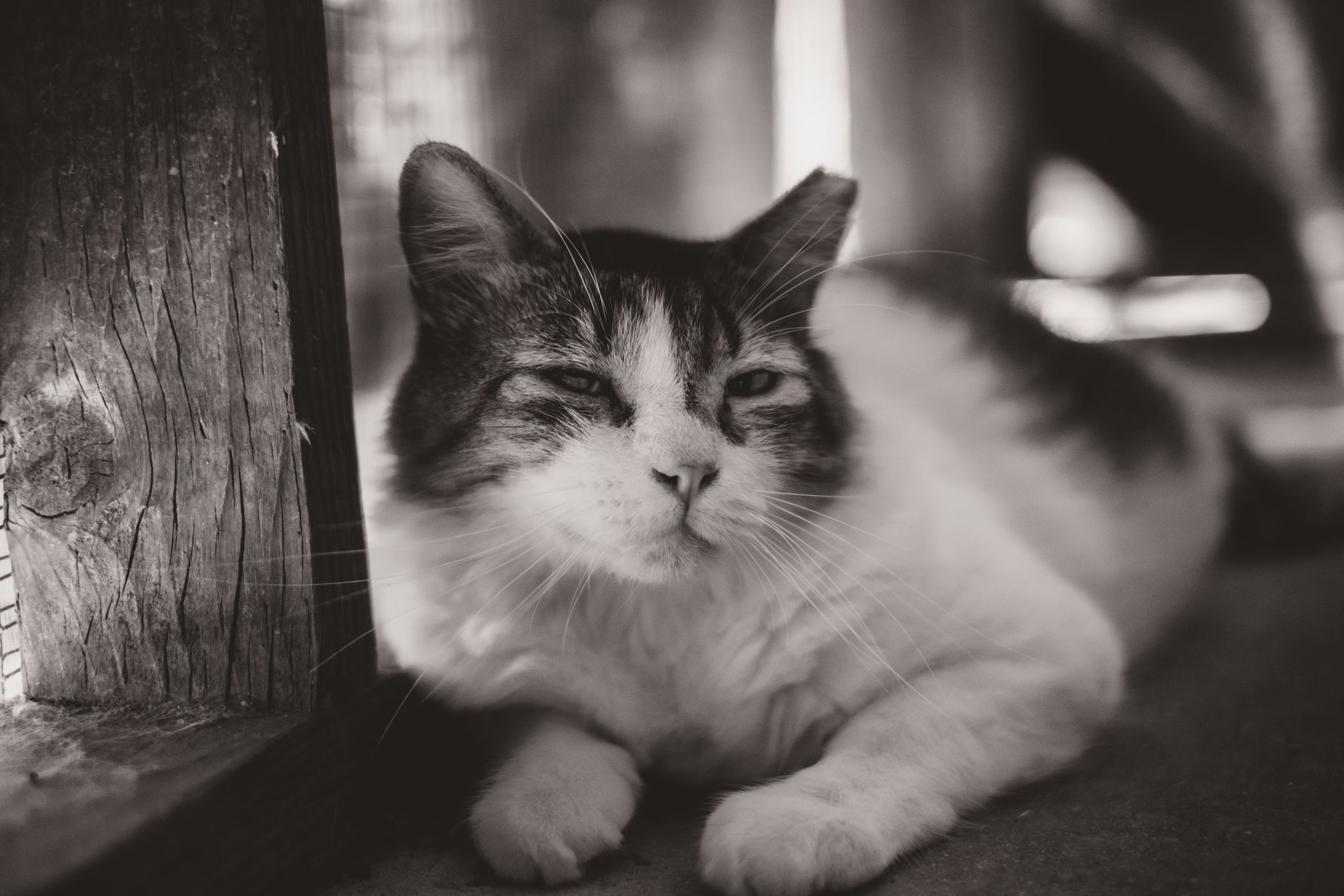 Squishmallow (with Melon), a Adoptable Domestic Medium Hair in Marana, AZ image 1/4