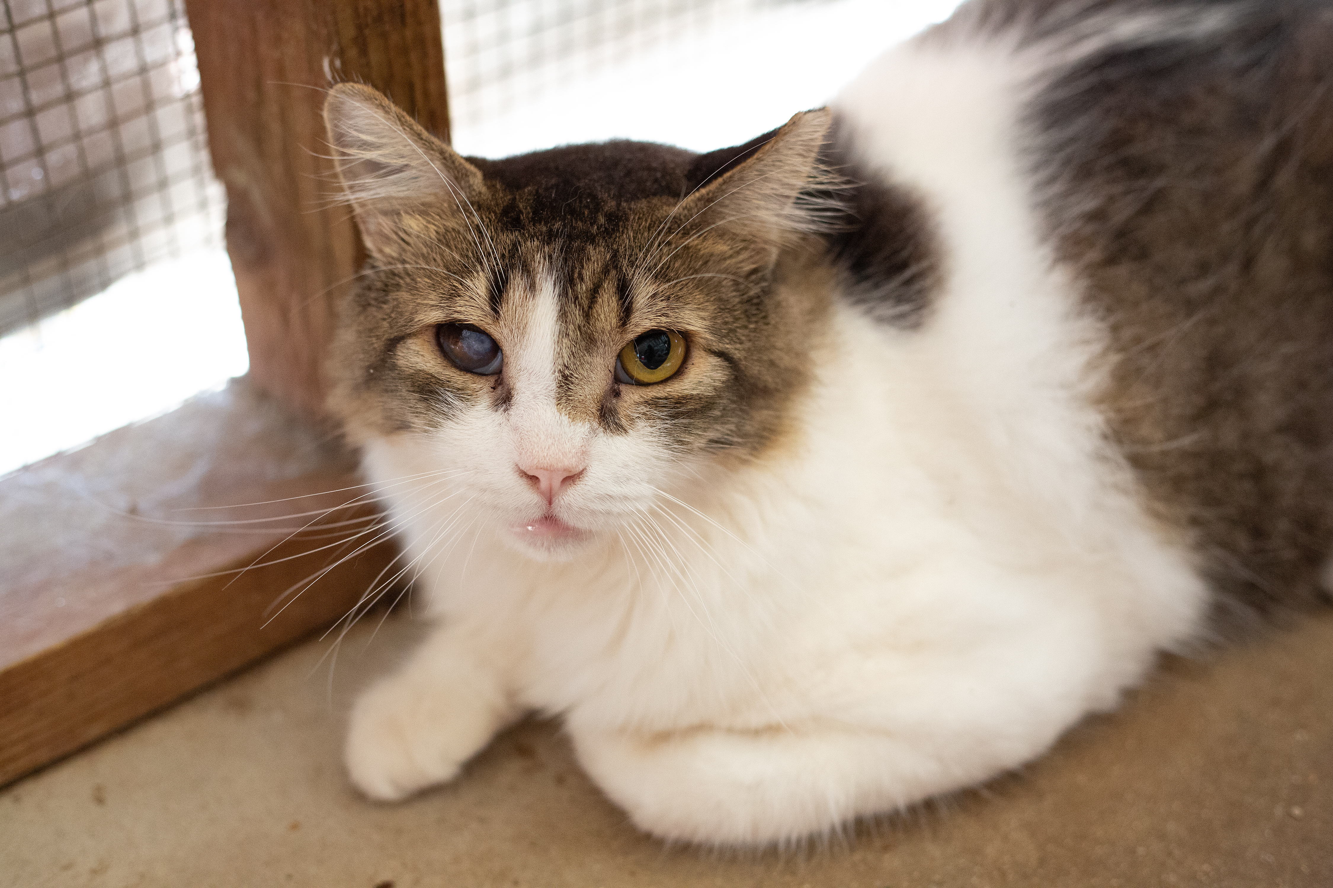 Squishmallow (with Melon), a Adoptable Domestic Medium Hair in Marana, AZ image 2/4