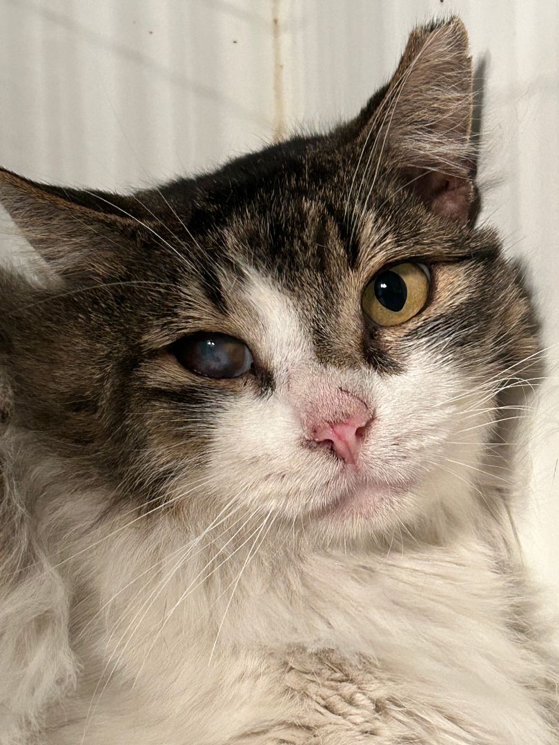 Squishmallow (with Melon), a Adoptable Domestic Medium Hair in Marana, AZ image 3/4