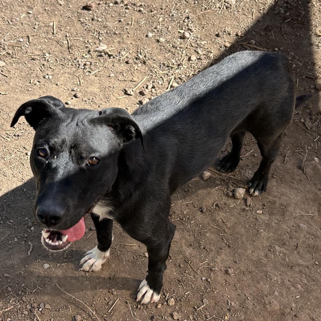 Ms. Frizzle - dog friendly & so sweet!, a Adoptable Mixed Breed in Flagstaff, AZ image 1/6