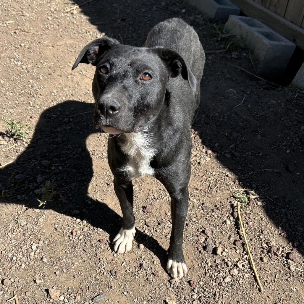 Ms. Frizzle - dog friendly & so sweet!, a Adoptable Mixed Breed in Flagstaff, AZ image 2/6