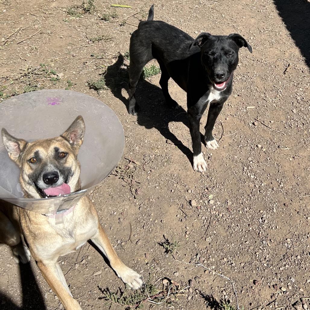 Ms. Frizzle - dog friendly & so sweet!, a Adoptable Mixed Breed in Flagstaff, AZ image 3/6