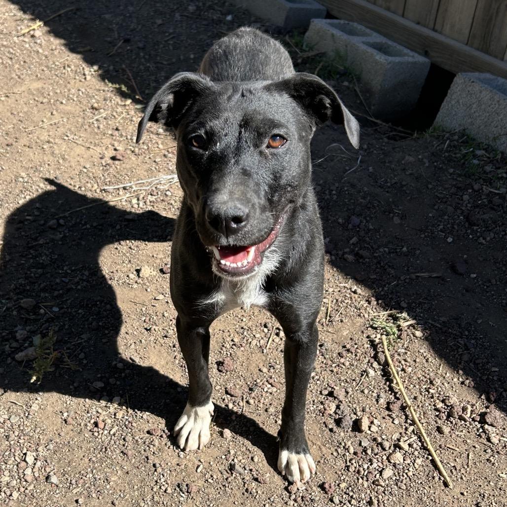 Ms. Frizzle - dog friendly & so sweet!, a Adoptable Mixed Breed in Flagstaff, AZ image 4/6