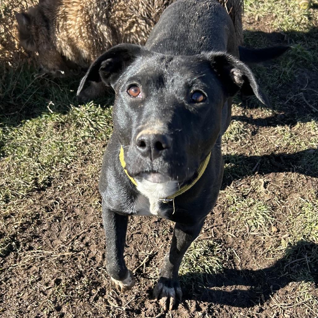 Ms. Frizzle - dog friendly & so sweet!, a Adoptable Mixed Breed in Flagstaff, AZ image 5/6