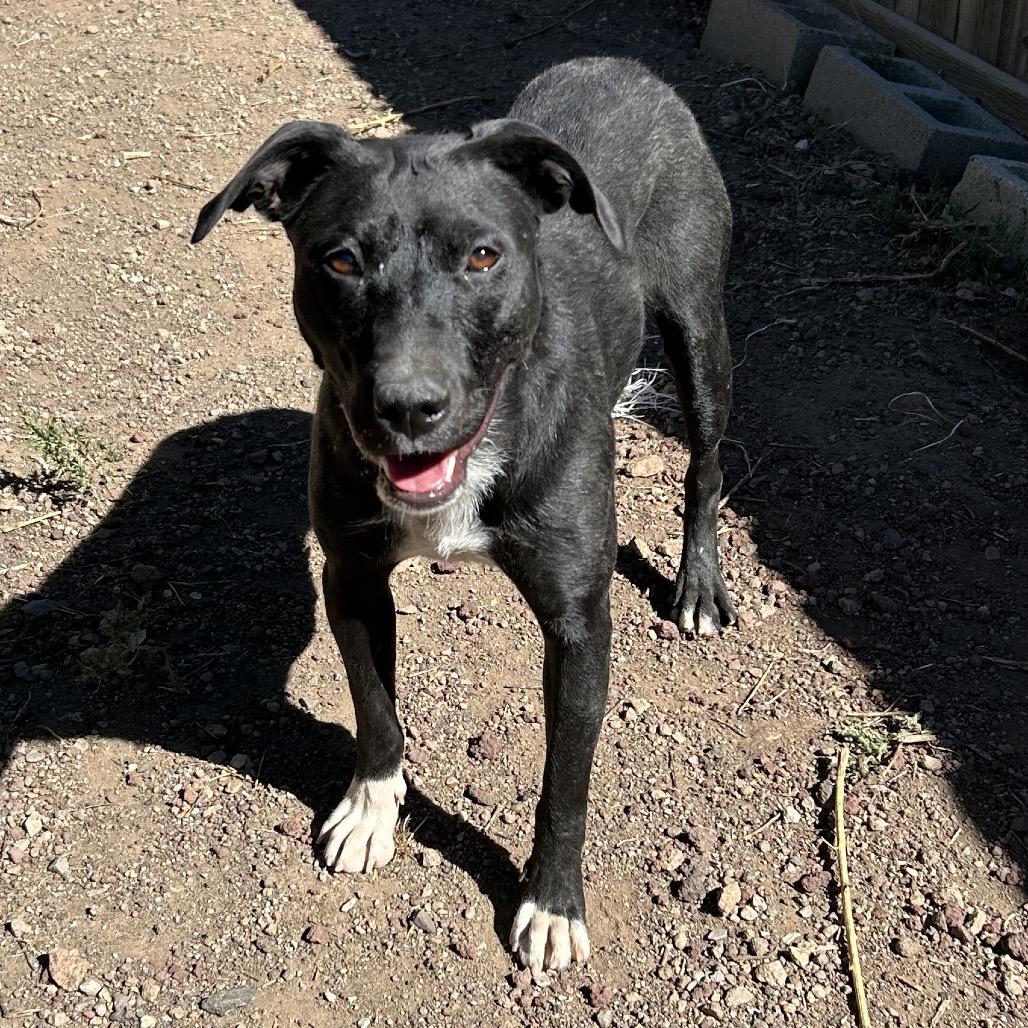 Ms. Frizzle - dog friendly & so sweet!, a Adoptable Mixed Breed in Flagstaff, AZ image 6/6