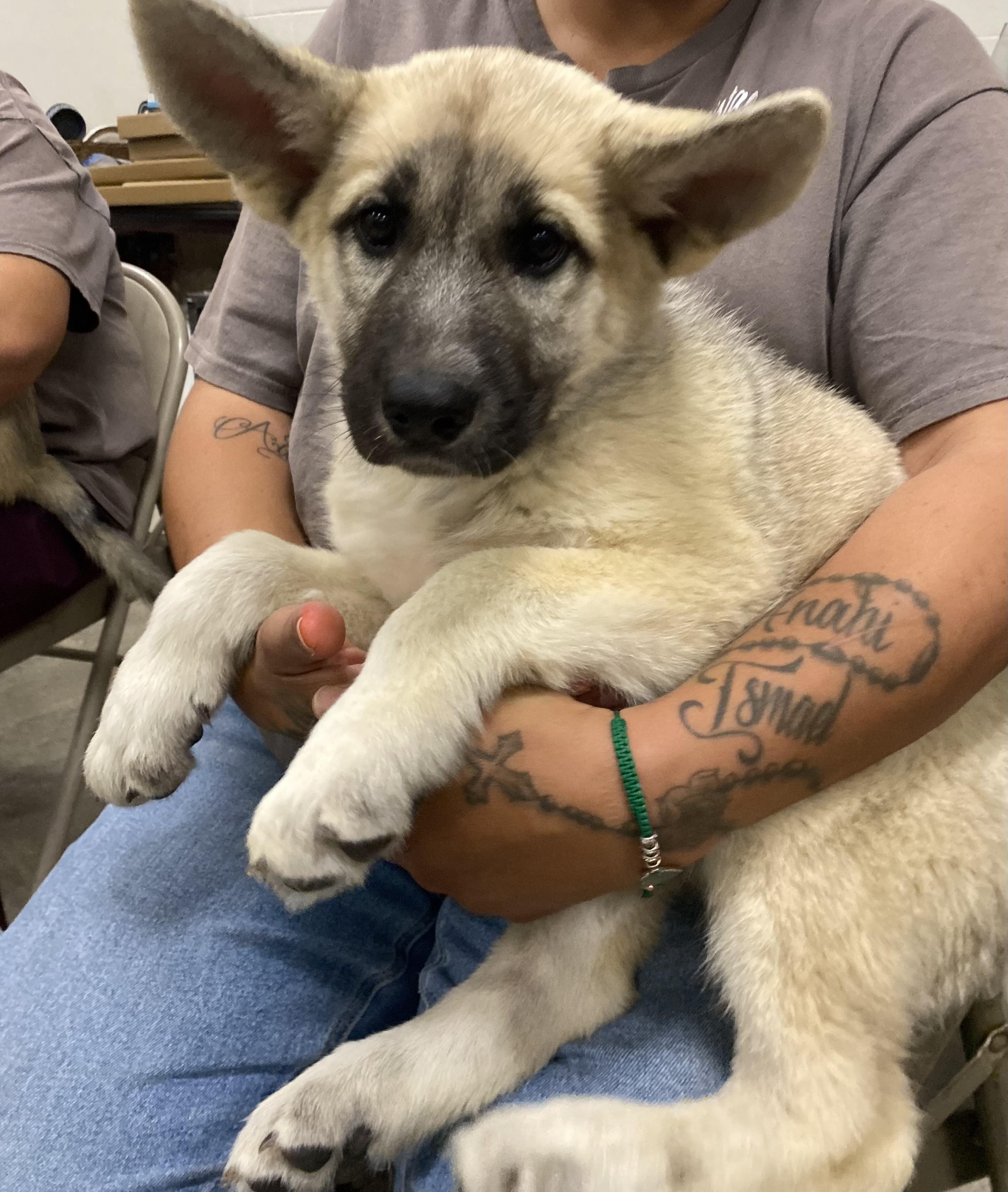Enlarge Sally, an adopted mixed breed in Mojave, CA image 1/3