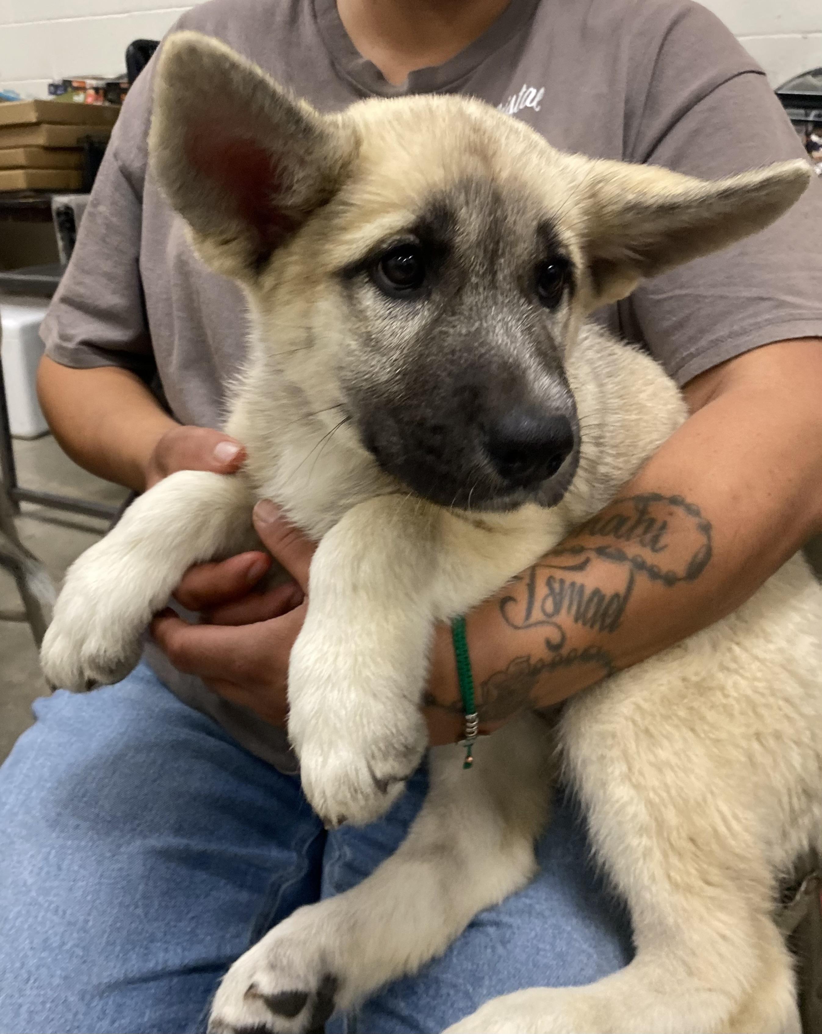 Enlarge Sally, an adopted mixed breed in Mojave, CA image 2/3