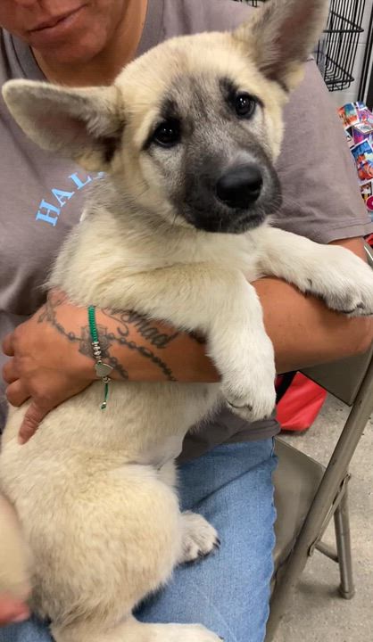 Enlarge Sally, an adopted mixed breed in Mojave, CA video 3/3