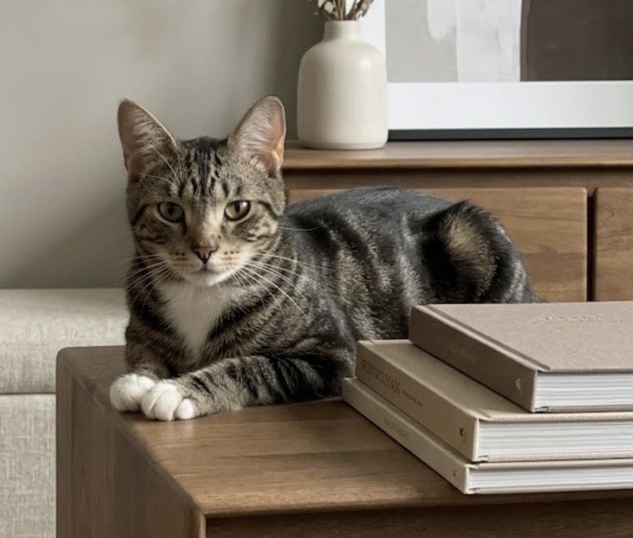 Enlarge Charles, a Adoptable Chartreux in Greenburgh, NY image 1/6