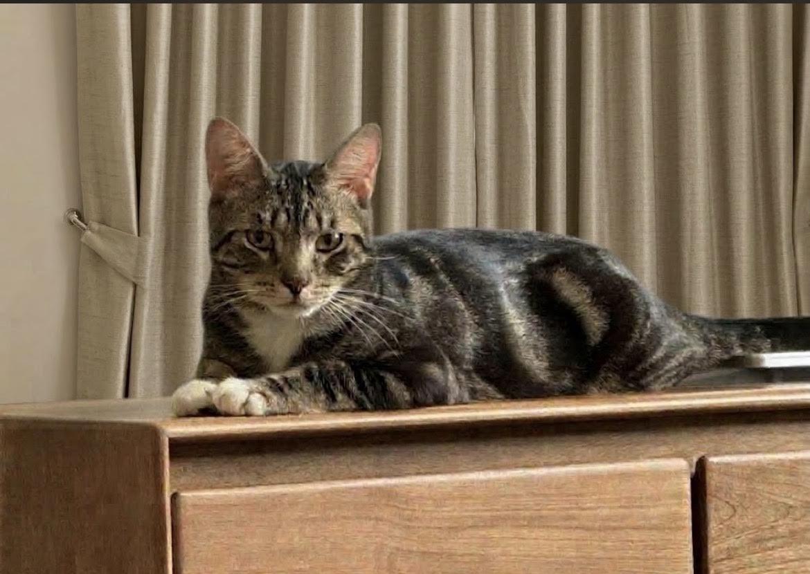 Enlarge Charles, a Adoptable Chartreux in Greenburgh, NY image 4/6
