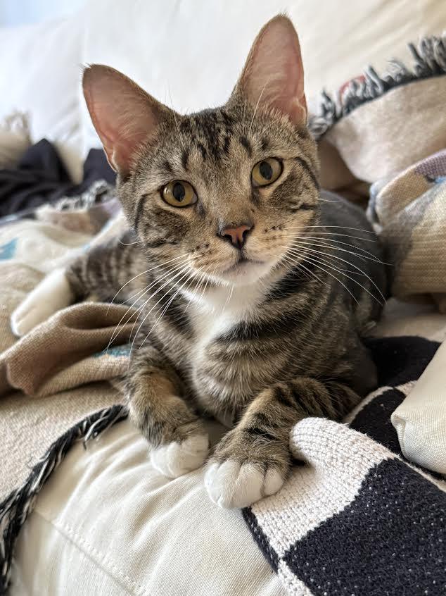 Enlarge Charles, a Adoptable Chartreux in Greenburgh, NY image 2/6
