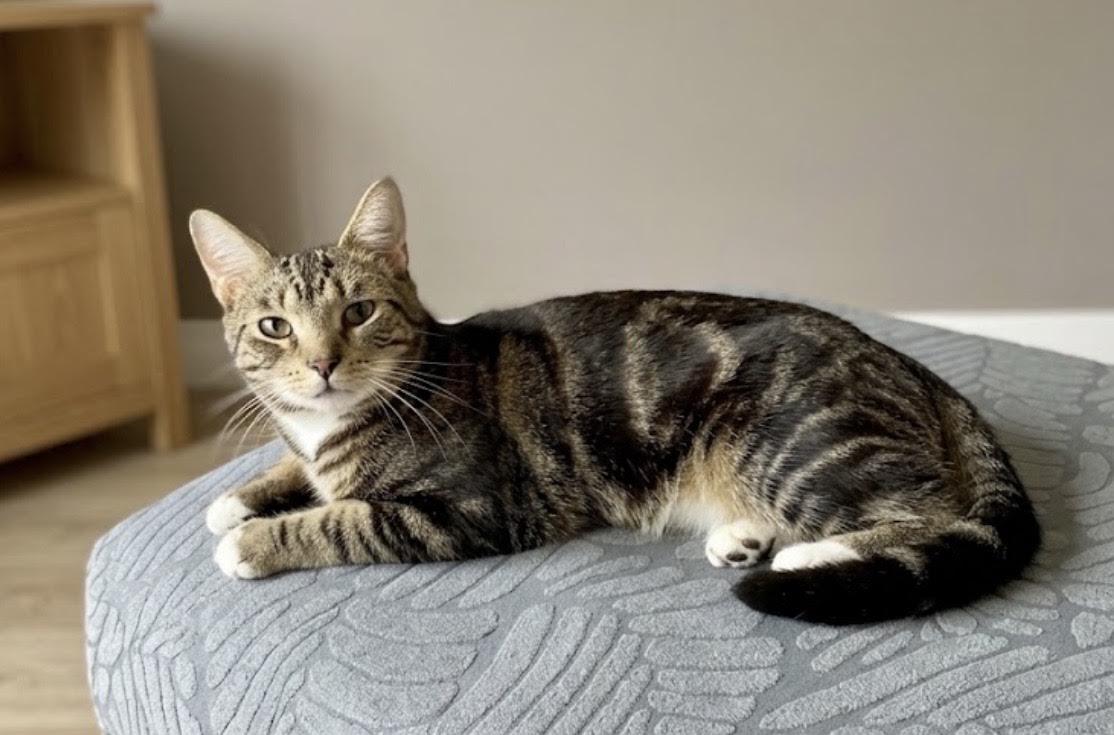 Enlarge Charles, a Adoptable Chartreux in Greenburgh, NY image 3/6