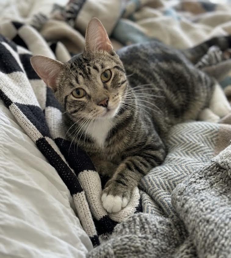 Enlarge Charles, a Adoptable Chartreux in Greenburgh, NY image 5/6