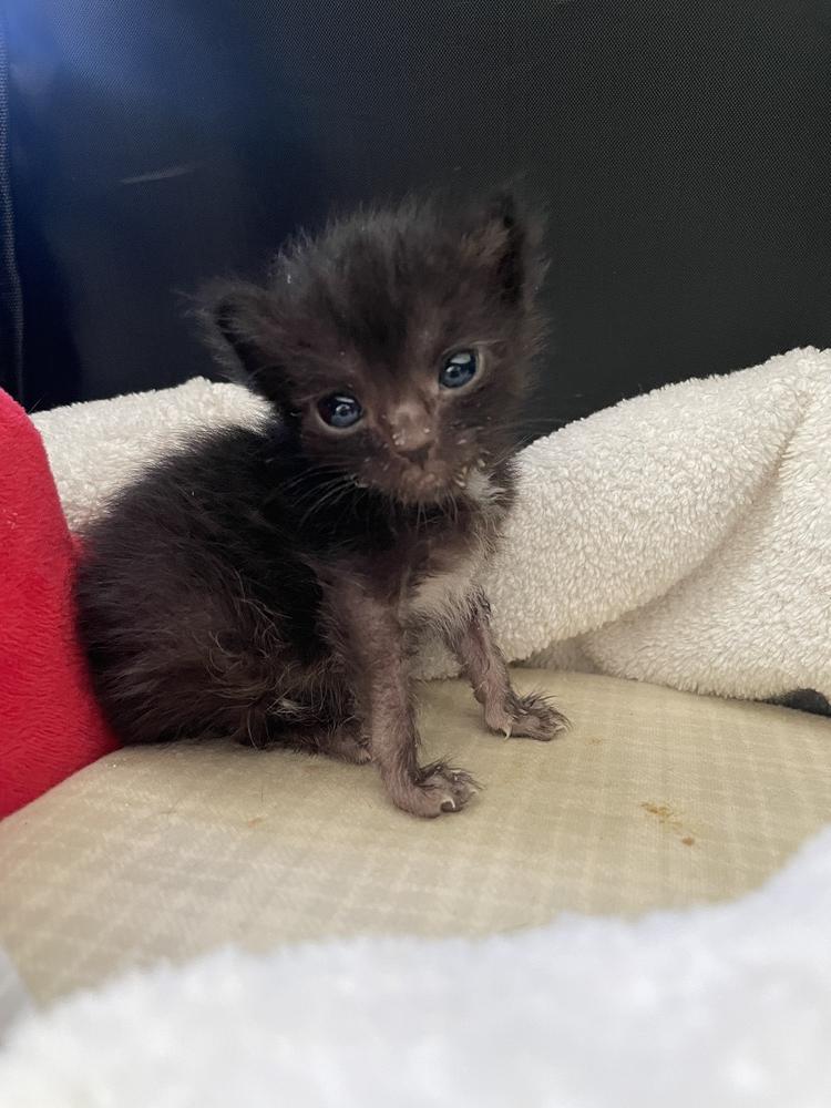 Enlarge Little Bear, a Adopted mixed breed in Olyphant, PA image 1/6