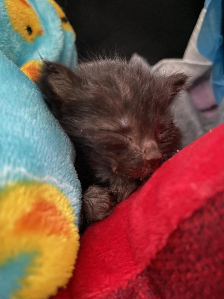 Enlarge Little Bear, a Adopted mixed breed in Olyphant, PA image 1/4