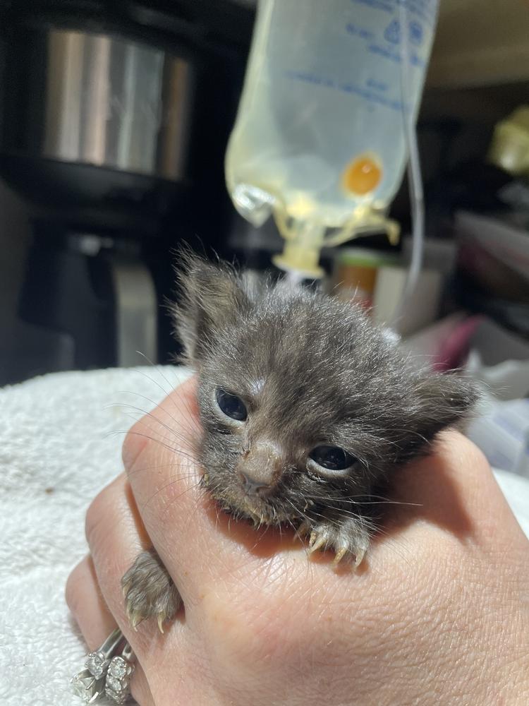 Enlarge Little Bear, a Adopted mixed breed in Olyphant, PA image 2/4