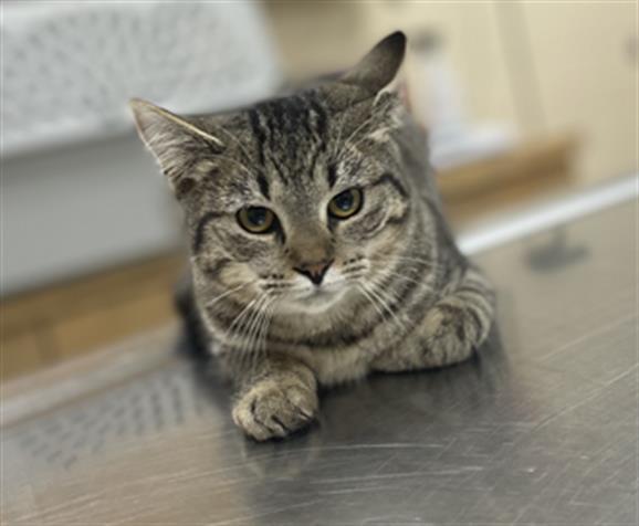 Enlarge BUMBLEBEE, a Adoptable Domestic Short Hair in Aliquippa, PA image 1/1