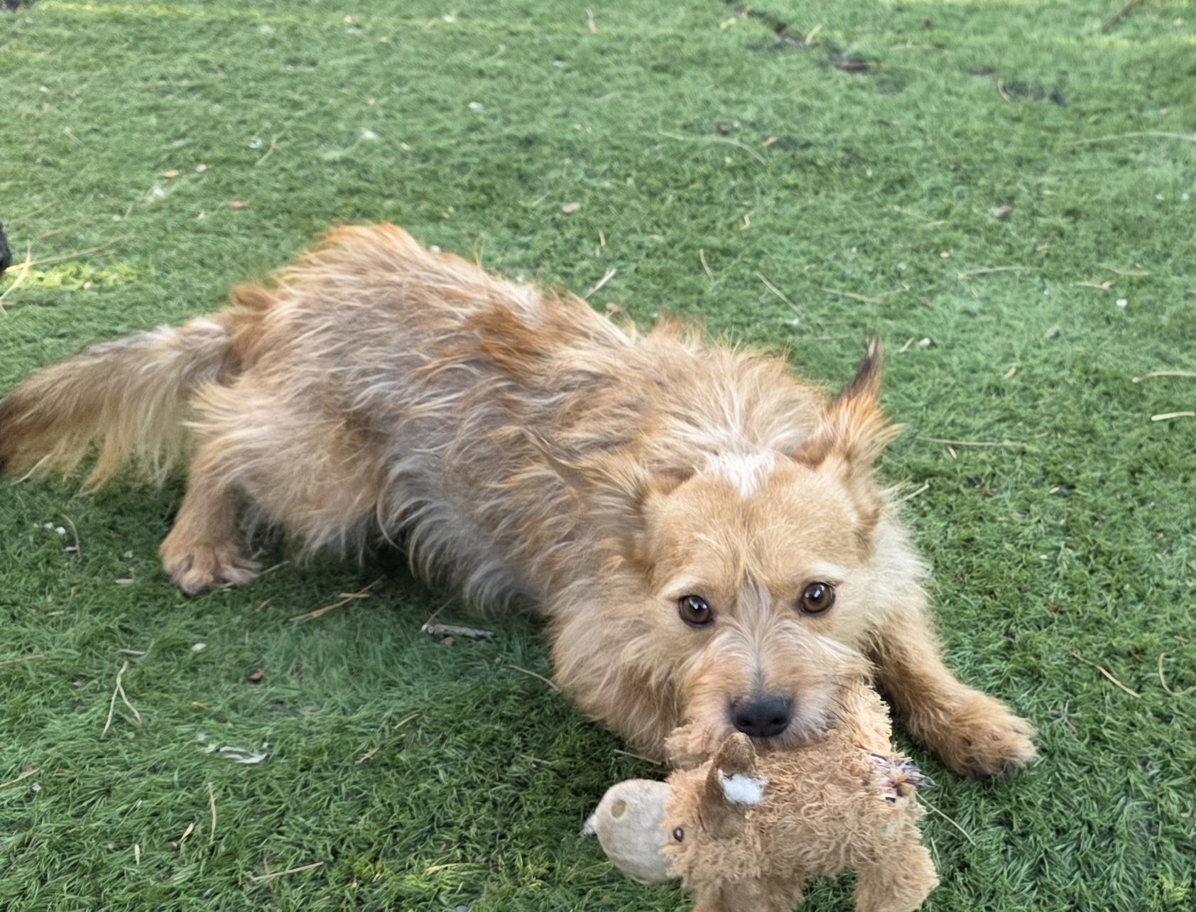 Cesar, a ADOPTABLE Norwich Terrier in Fallbrook, CA image 1/6