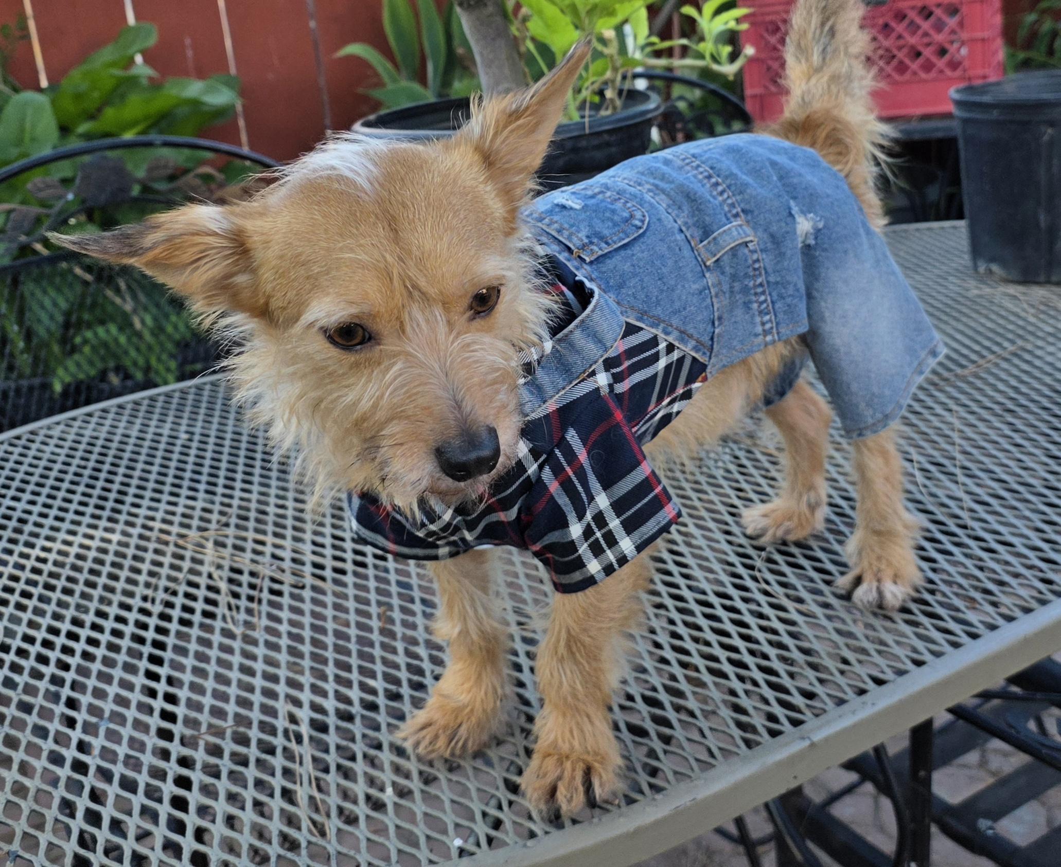 Cesar, a ADOPTABLE Norwich Terrier in Fallbrook, CA image 4/6