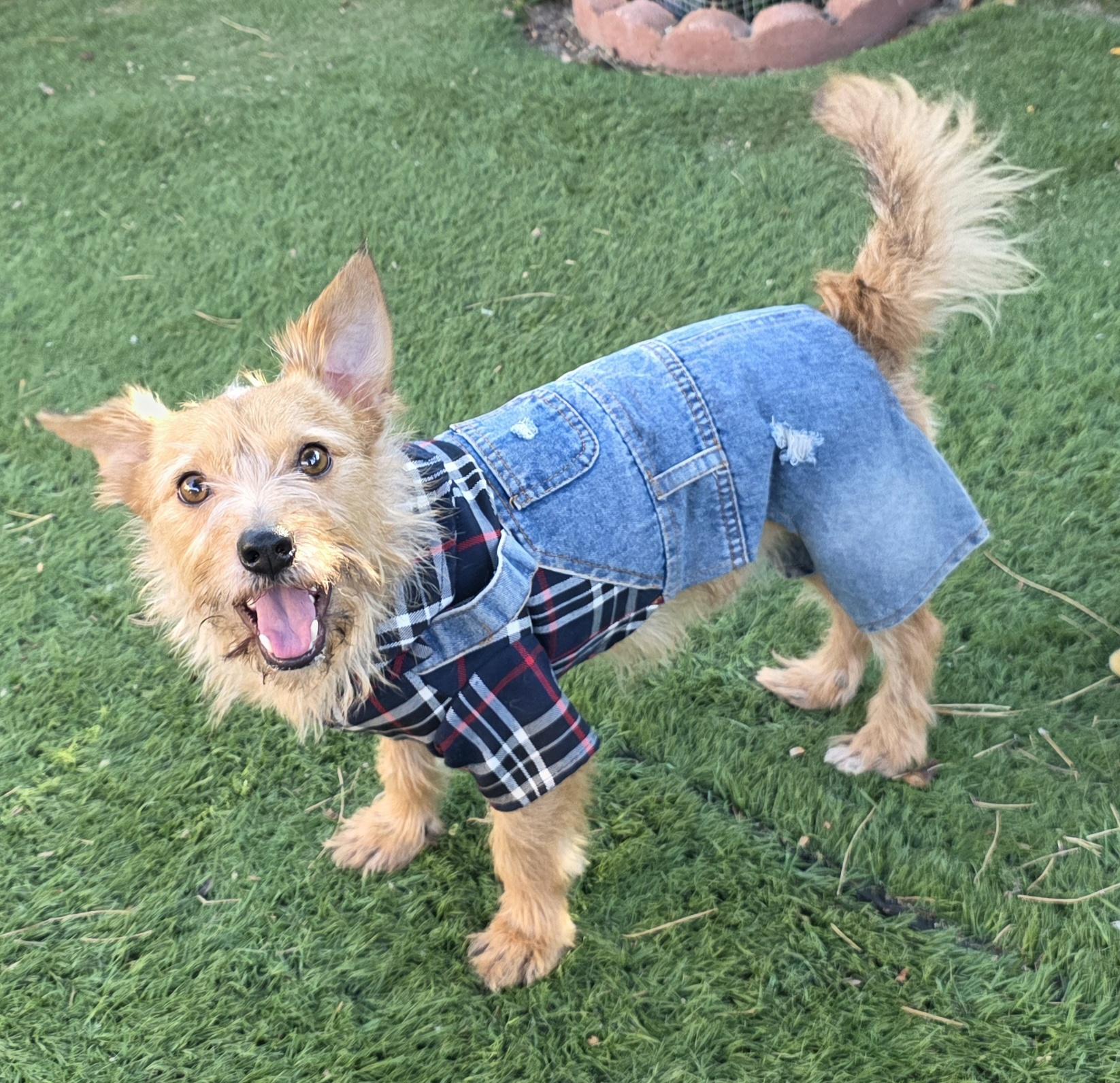 Cesar, a ADOPTABLE Norwich Terrier in Fallbrook, CA image 6/6
