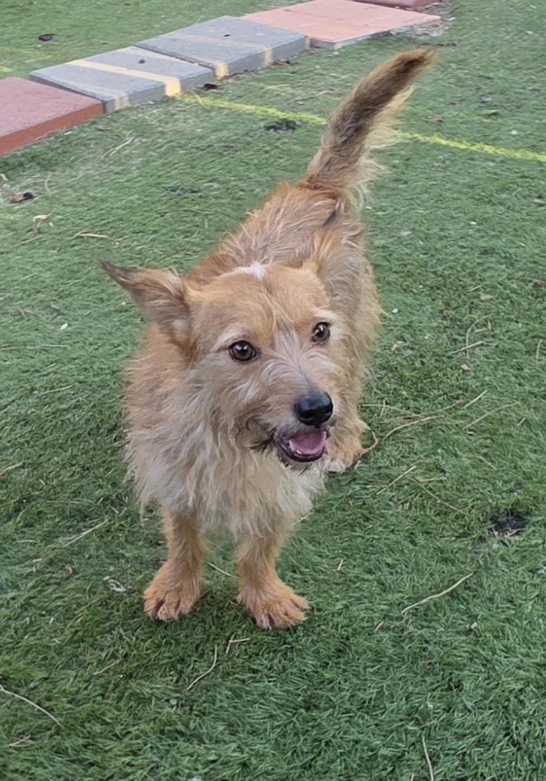 Cesar, a ADOPTABLE Norwich Terrier in Fallbrook, CA image 2/6