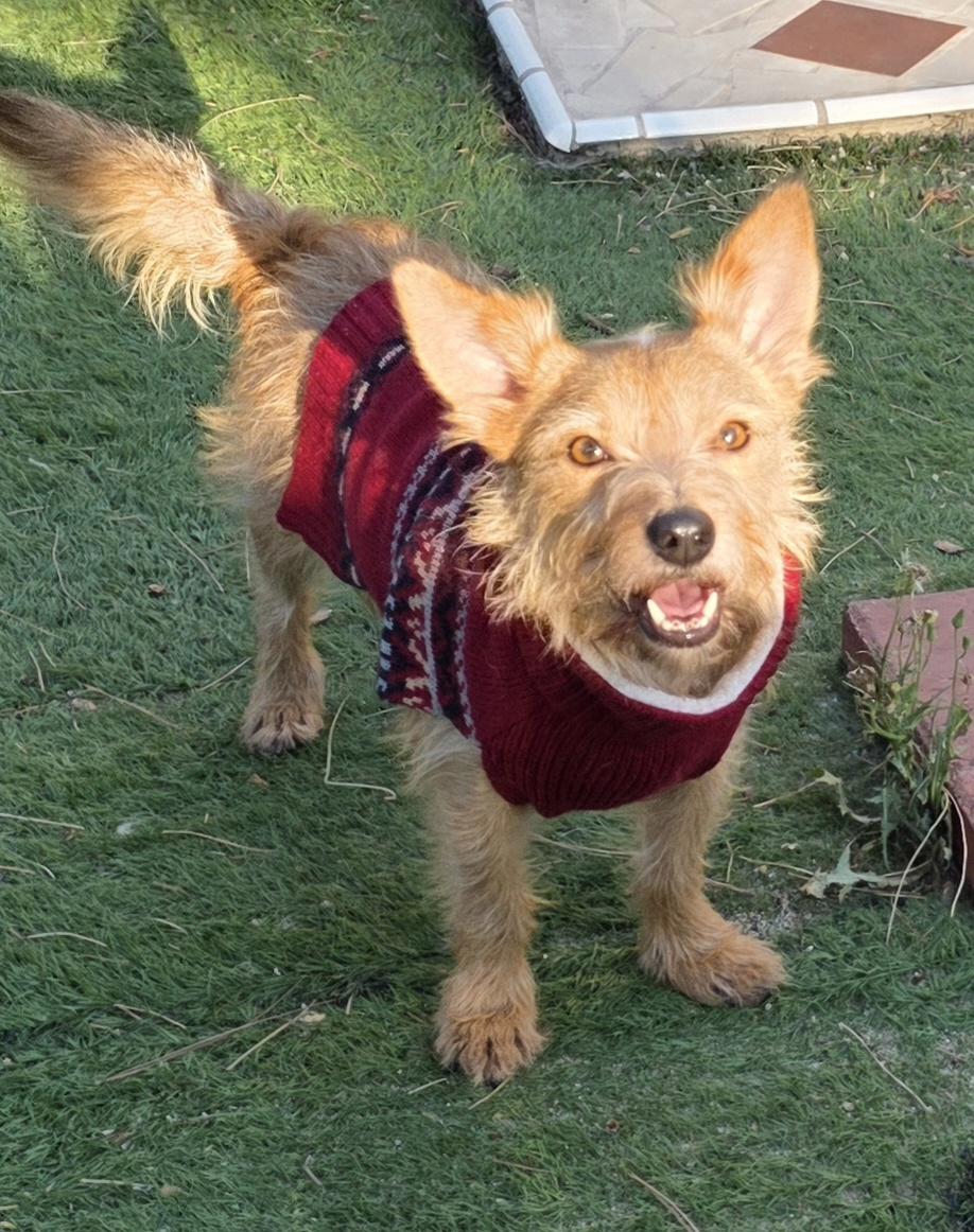 Cesar, a ADOPTABLE Norwich Terrier in Fallbrook, CA image 5/6