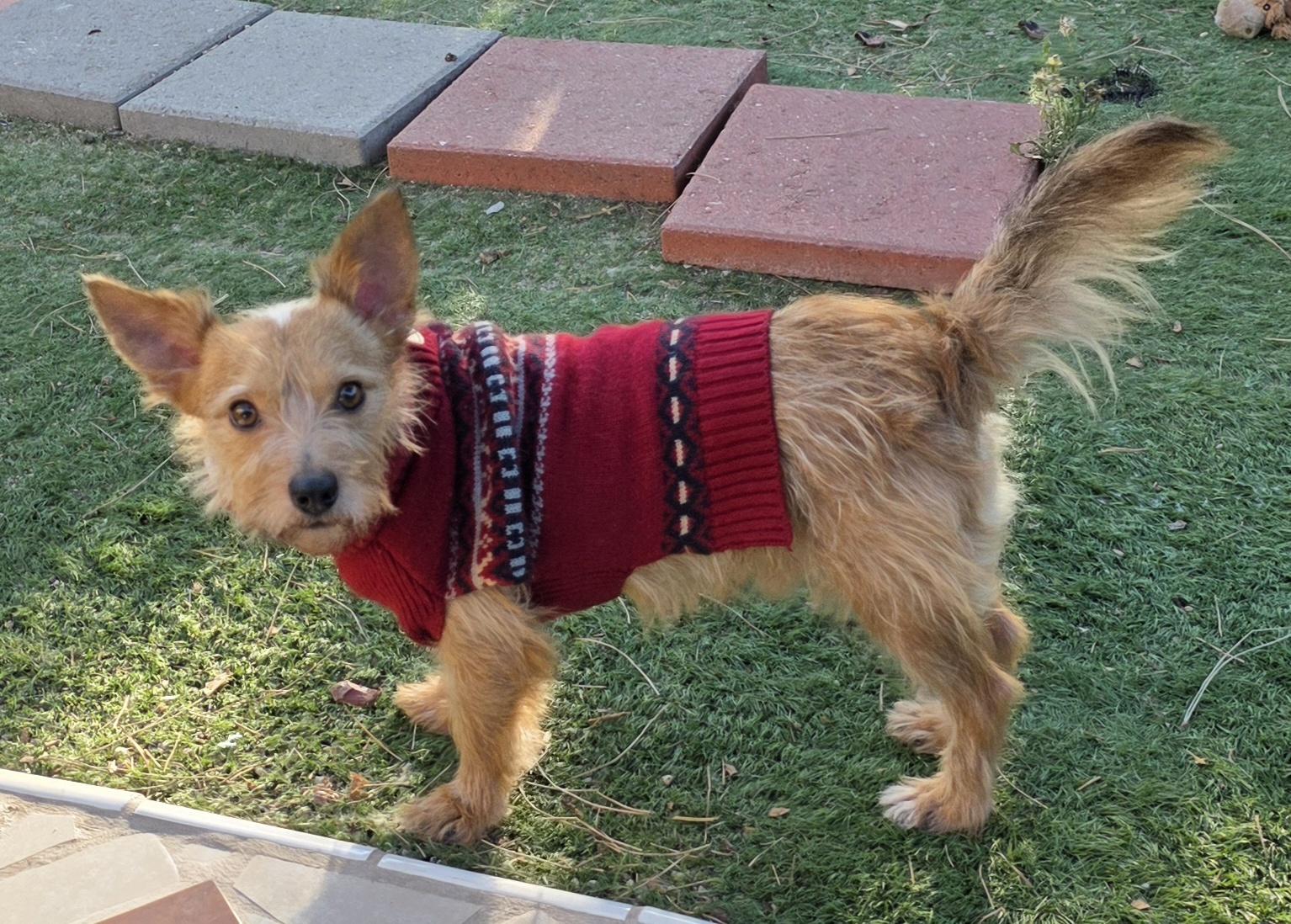 Cesar, a ADOPTABLE Norwich Terrier in Fallbrook, CA image 3/6