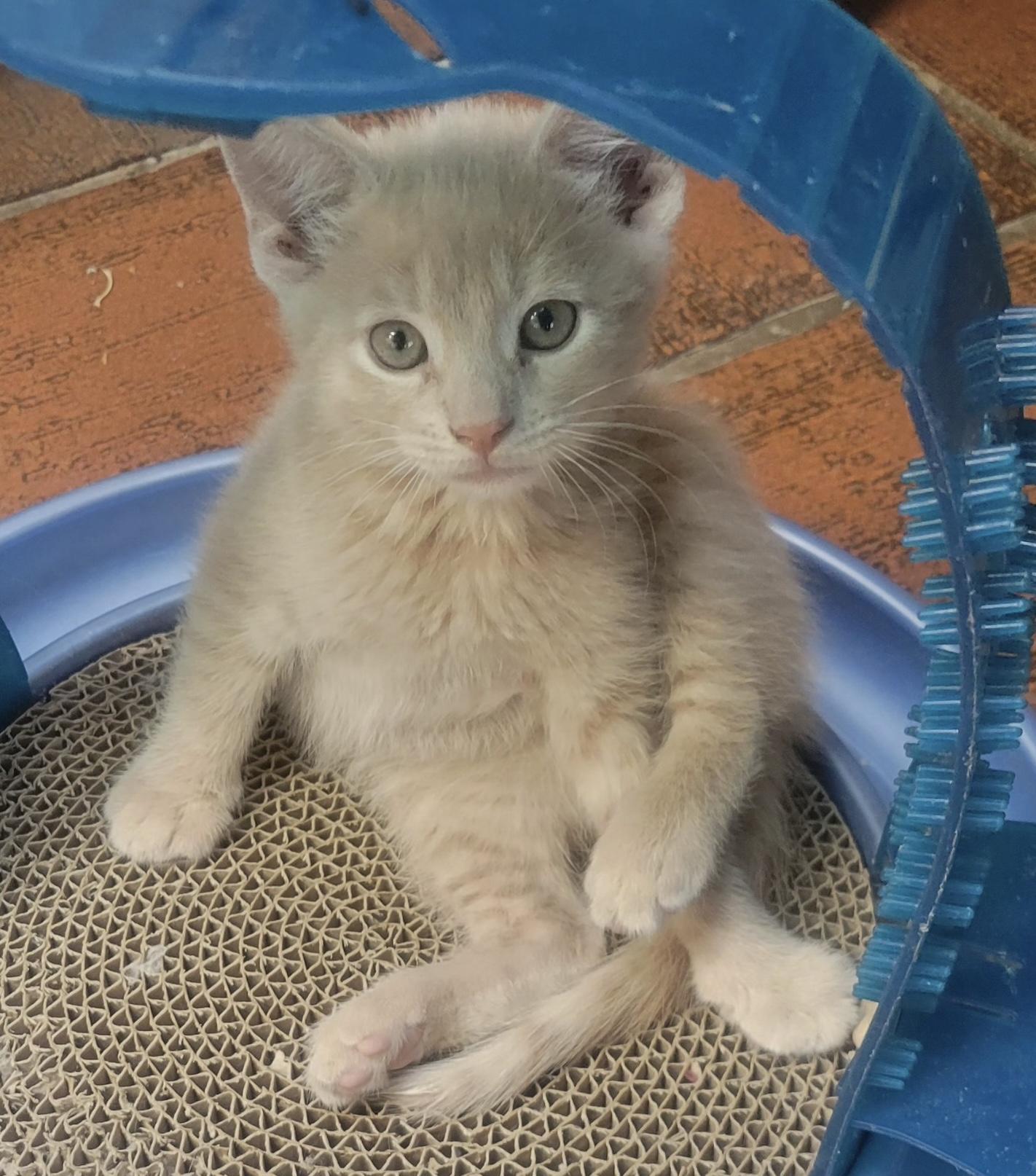 Enlarge Ryland, a ADOPTABLE Domestic Short Hair in East Hanover, NJ image 2/2