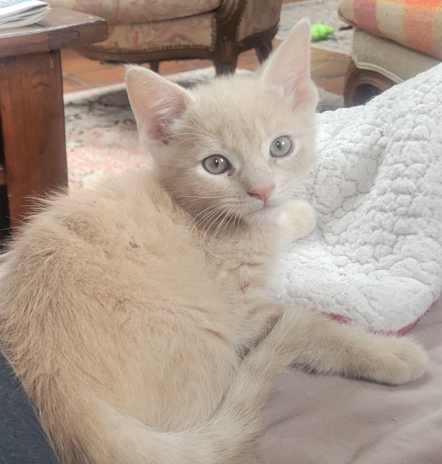 Enlarge Ryland, a ADOPTABLE Domestic Short Hair in East Hanover, NJ image 1/2