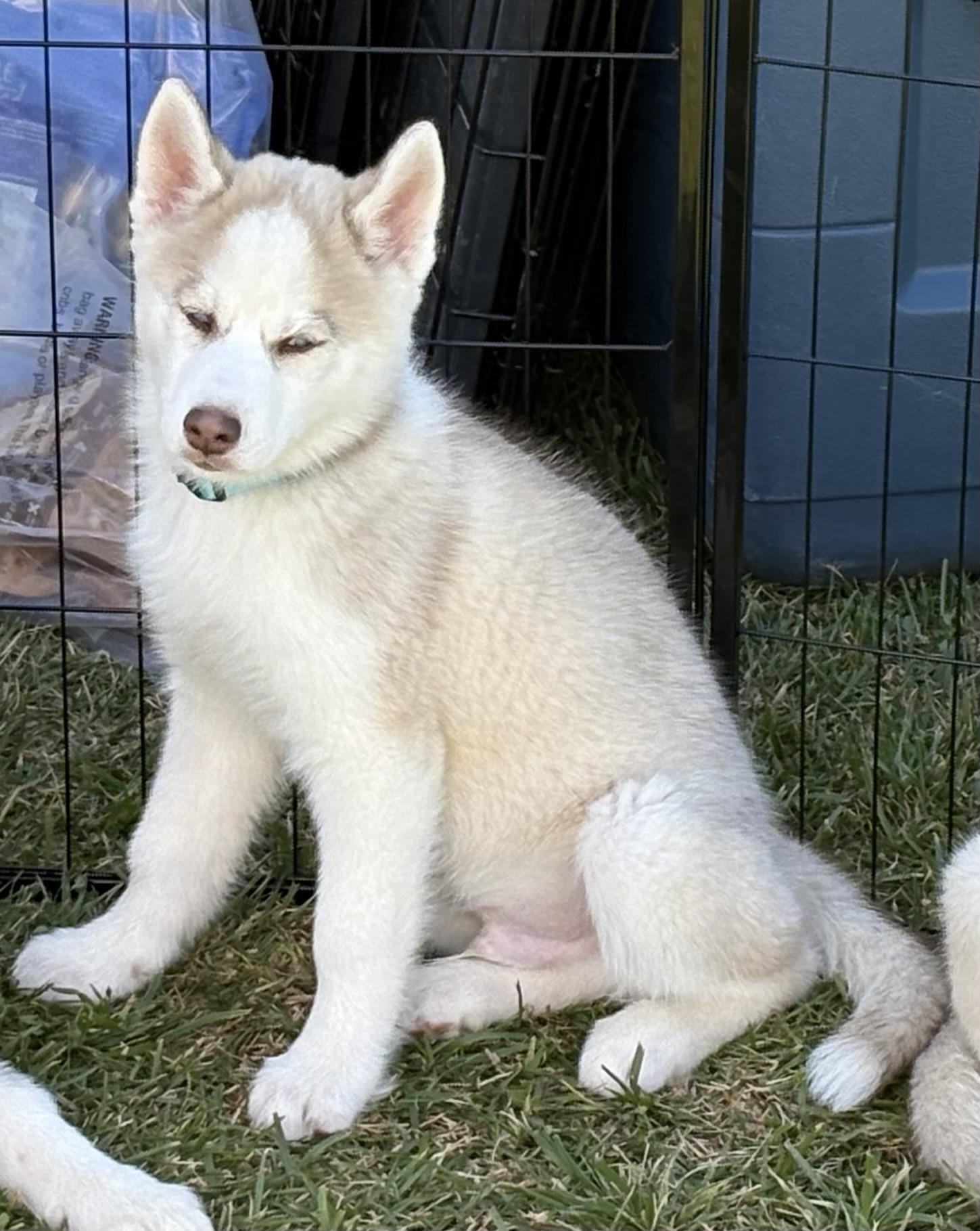Enlarge Aspen, a ADOPTABLE Siberian Husky in Jasper, GA image 2/6